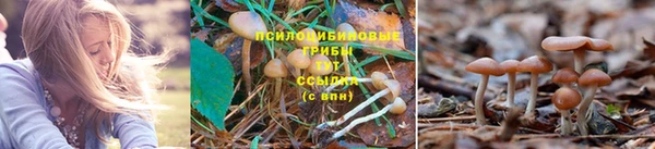 хмурый Верея